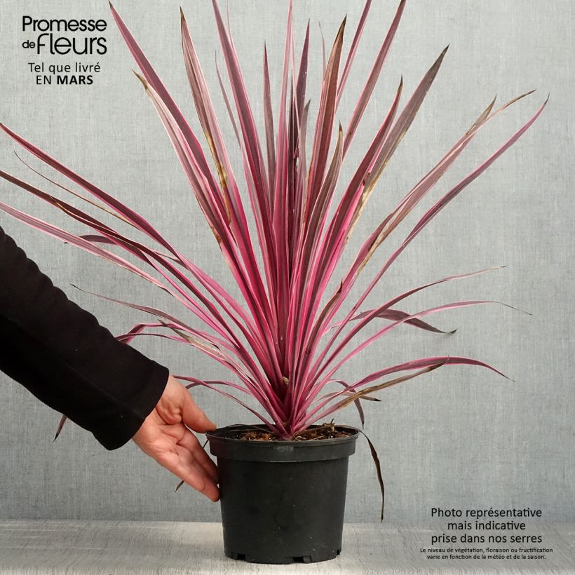 Cordyline australis Pink passion - Cabbage Tree 2L/3L pot sample as delivered in spring