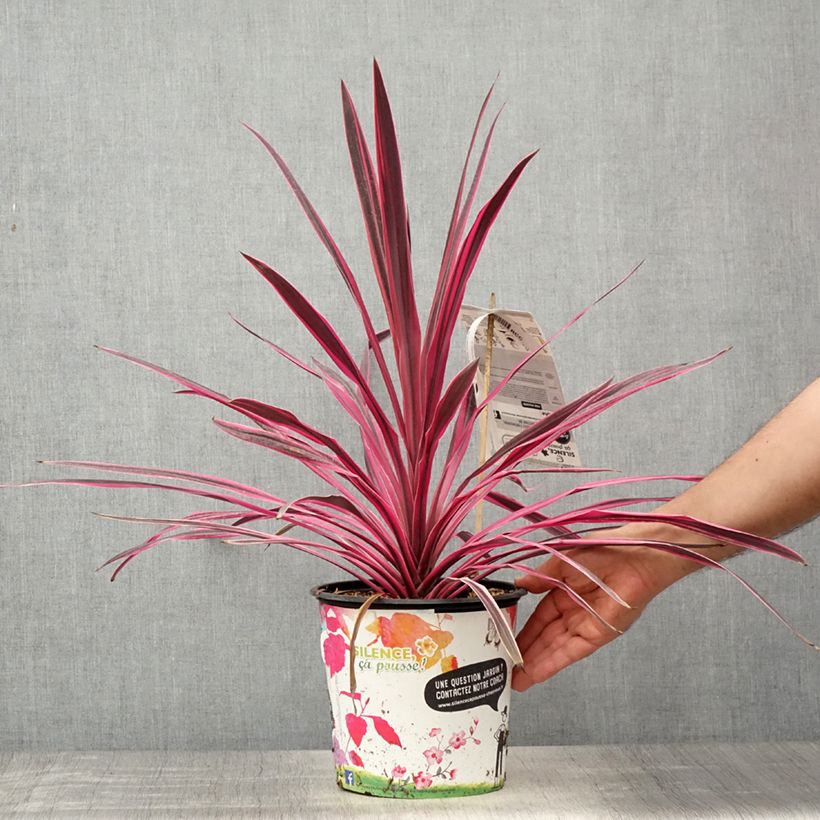 Cordyline australis Pink passion - Cabbage Tree 4L/5L pot sample as delivered in spring