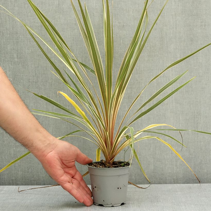 Cordyline australis Torbay Dazzler - Cabbage Tree 12cm pot sample as delivered in spring