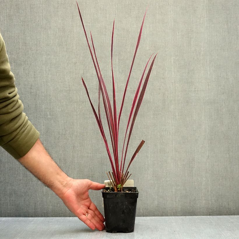 Cordyline banksii Electric Pink - Cabbage Tree 1.5L/2L pot sample as delivered in autumn