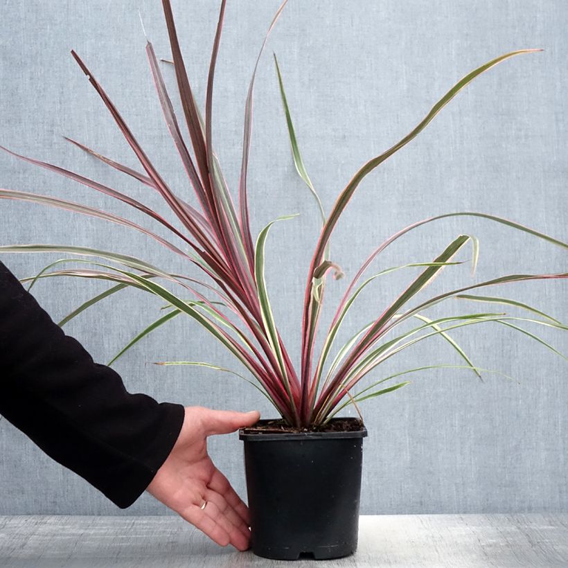 Cordyline Can Can - Cabbage Tree 2L/3L pot sample as delivered in spring