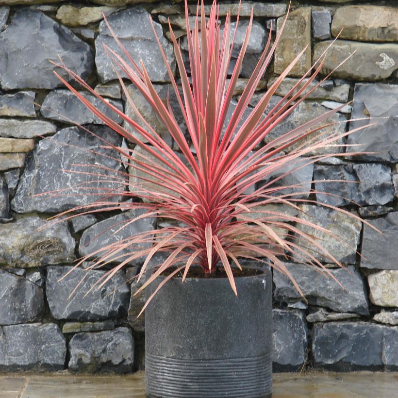 Cordyline australis Charlie boy - Cabbage Tree (Plant habit)
