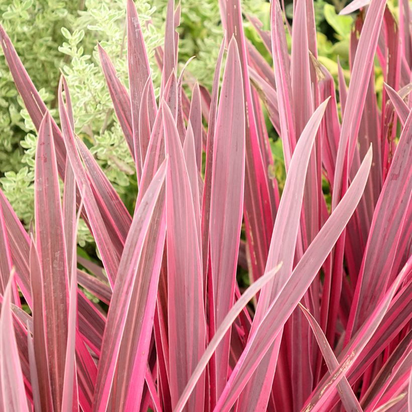 Cordyline Paso Doble - Cabbage Tree (Foliage)