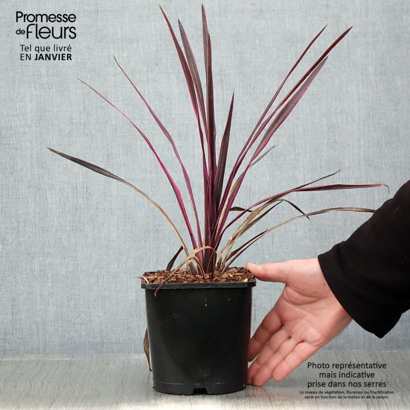 Cordyline Paso Doble - Cabbage Tree 1.5L/2L pot sample as delivered in winter