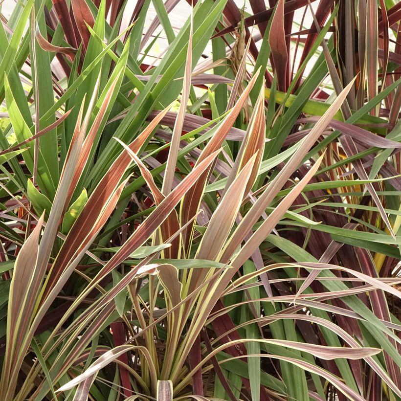 Decorative trio of Cordyline in one pot (Foliage)