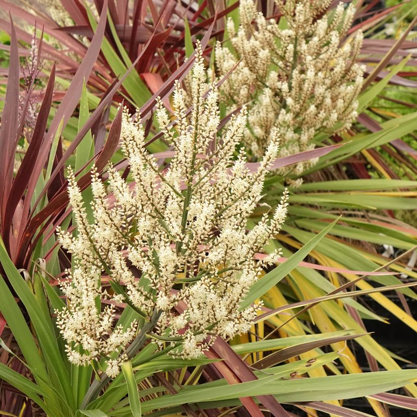 Decorative trio of Cordyline in one pot (Flowering)