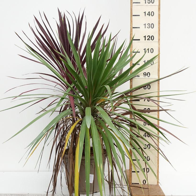 Decorative trio of Cordyline in one pot 20L/25L pot sample as delivered in autumn