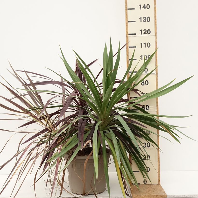 Decorative trio of Cordyline in one pot 20L/25L pot sample as delivered in summer