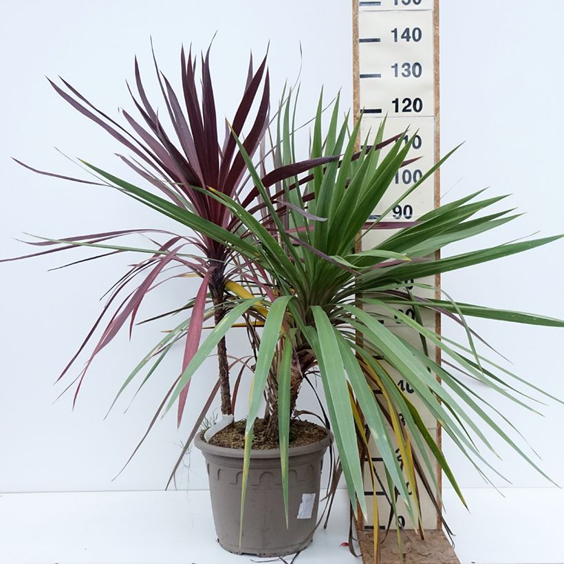 Decorative trio of Cordyline in one pot 20L/25L pot sample as delivered in winter