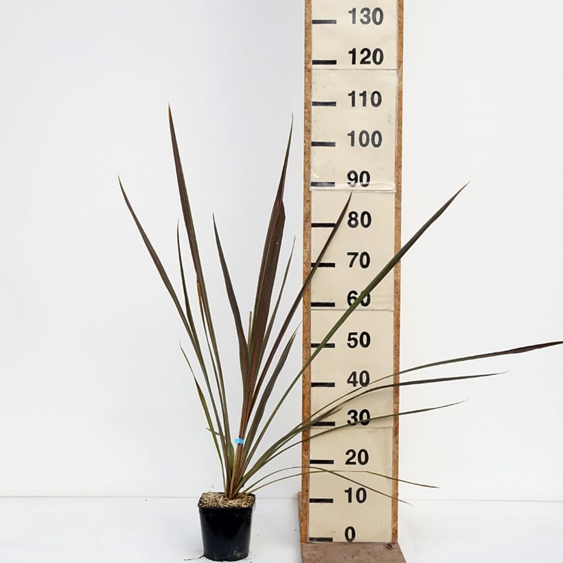 Cordyline banksii Electric Star - Cabbage Tree 1.5L/2L pot sample as delivered in spring