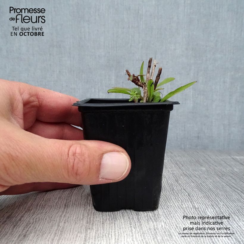Coreopsis alpinus Early Sunrise 7/8 cm pot sample as delivered in autumn