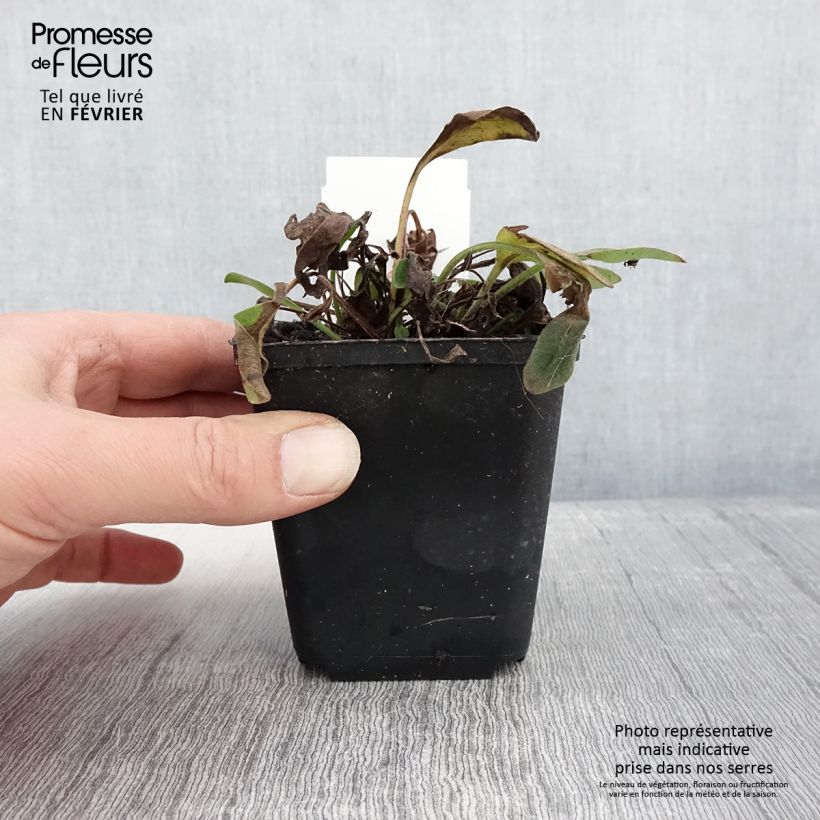 Coreopsis auriculata Elfin Gold 8/9 cm pot sample as delivered in winter