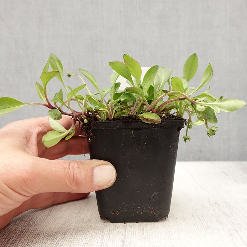 Coreopsis auriculata Elfin Gold 8/9 cm pot sample as delivered in spring