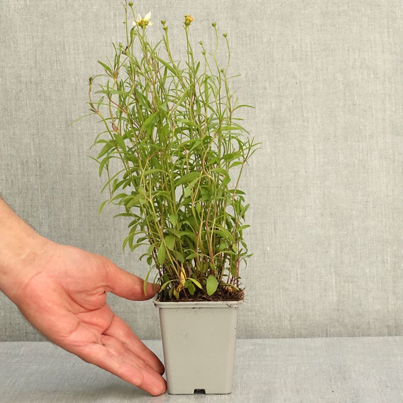 Coreopsis Fool's Gold 8/9 cm pot sample as delivered in summer