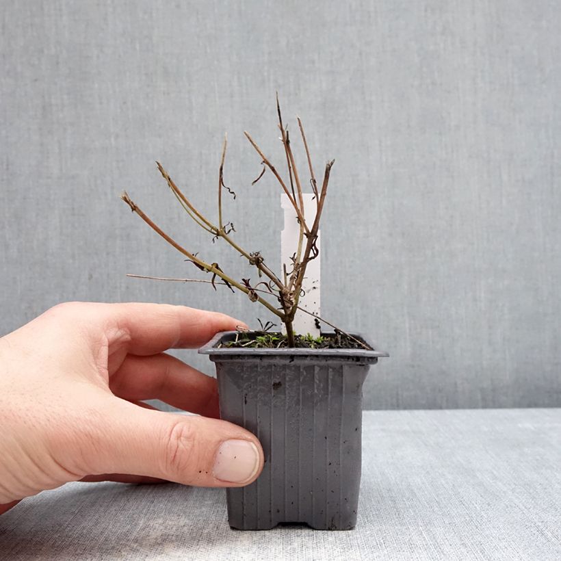 Coreopsis Fool's Gold 8/9 cm pot sample as delivered in winter