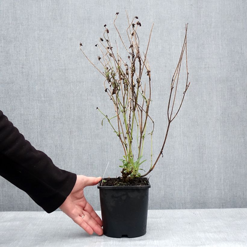 Coreopsis Golden Stardust 1.5L/2L pot sample as delivered in winter