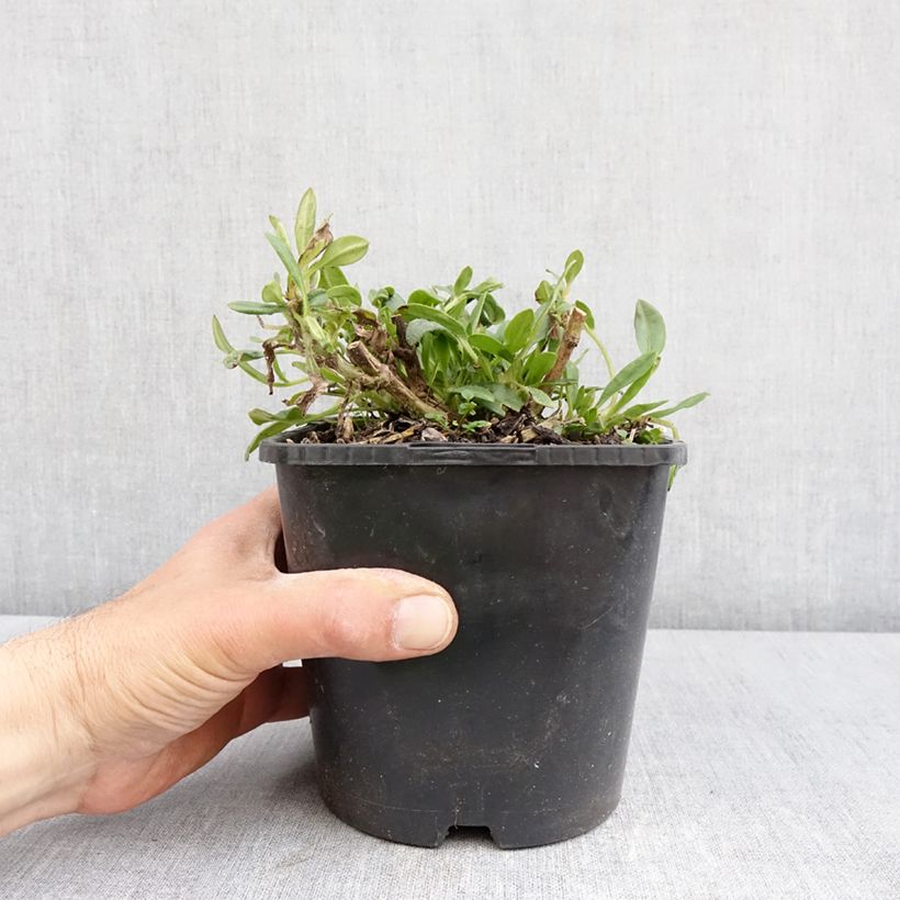 Coreopsis Golden Stardust 1.5L/2L pot sample as delivered in spring