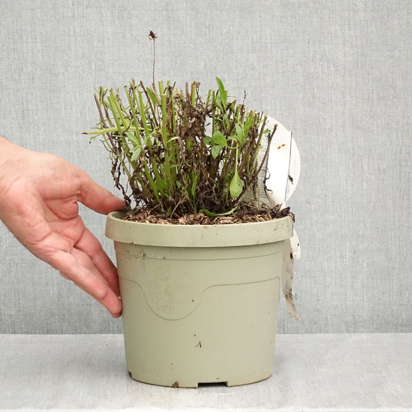 Coreopsis grandiflora Solar Fancy - Large-flowered tickseed 3L/4L pot sample as delivered in autumn