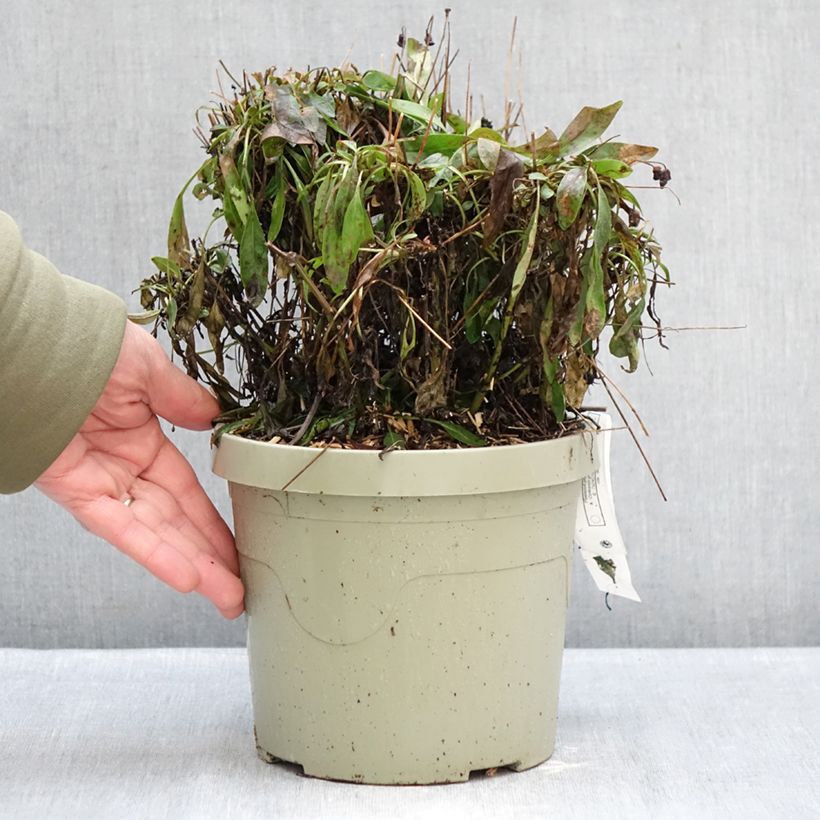 Coreopsis grandiflora Solar Fancy - Large-flowered tickseed 3L/4L pot sample as delivered in winter