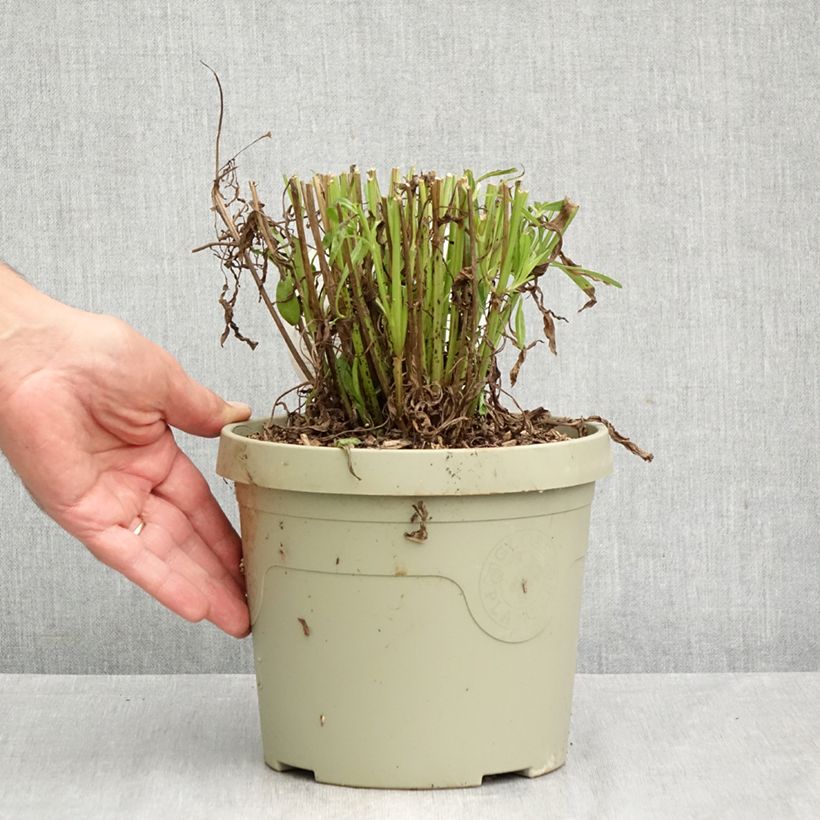 Coreopsis grandiflora Solar Jewel - Large-flowered tickseed 3L/4L pot sample as delivered in autumn