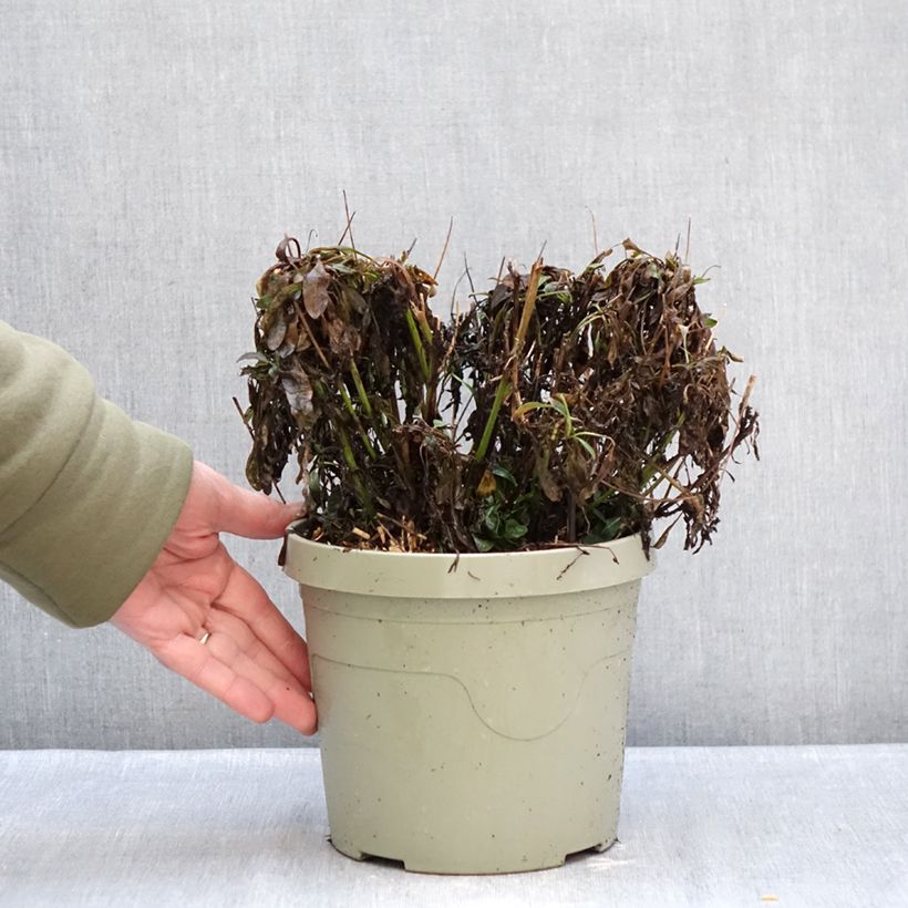 Coreopsis grandiflora Solar Jewel - Large-flowered tickseed 3L/4L pot sample as delivered in winter