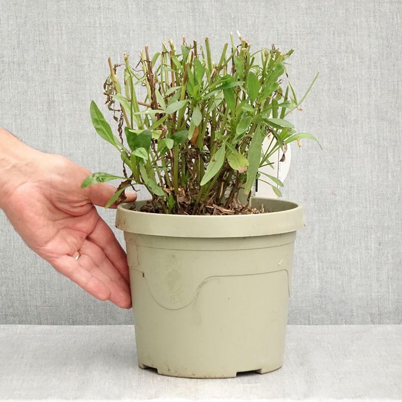 Coreopsis grandiflora Solar Moon - Large-flowered tickseed 3L/4L pot sample as delivered in autumn