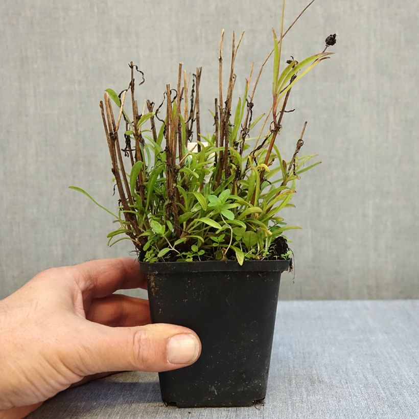 Coreopsis grandiflora Sunkiss - Coreopsis with large single flowers 8/9 cm pot sample as delivered in autumn
