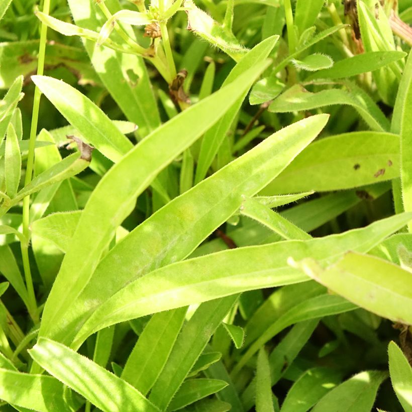 Coreopsis Baby Gold (Foliage)