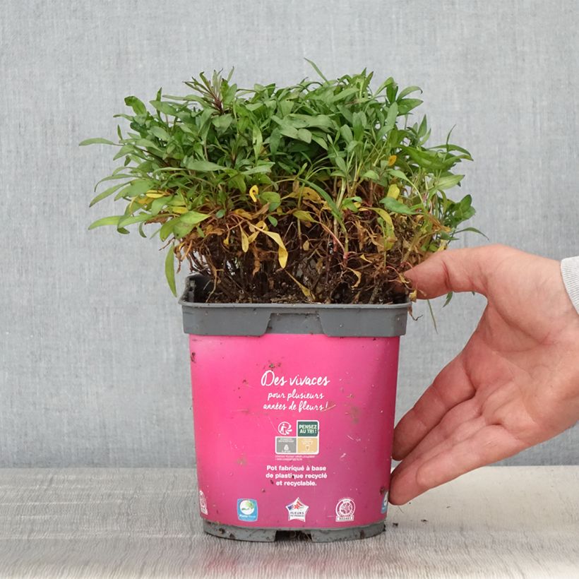 Coreopsis Limerock Passion 2L/3L pot sample as delivered in spring
