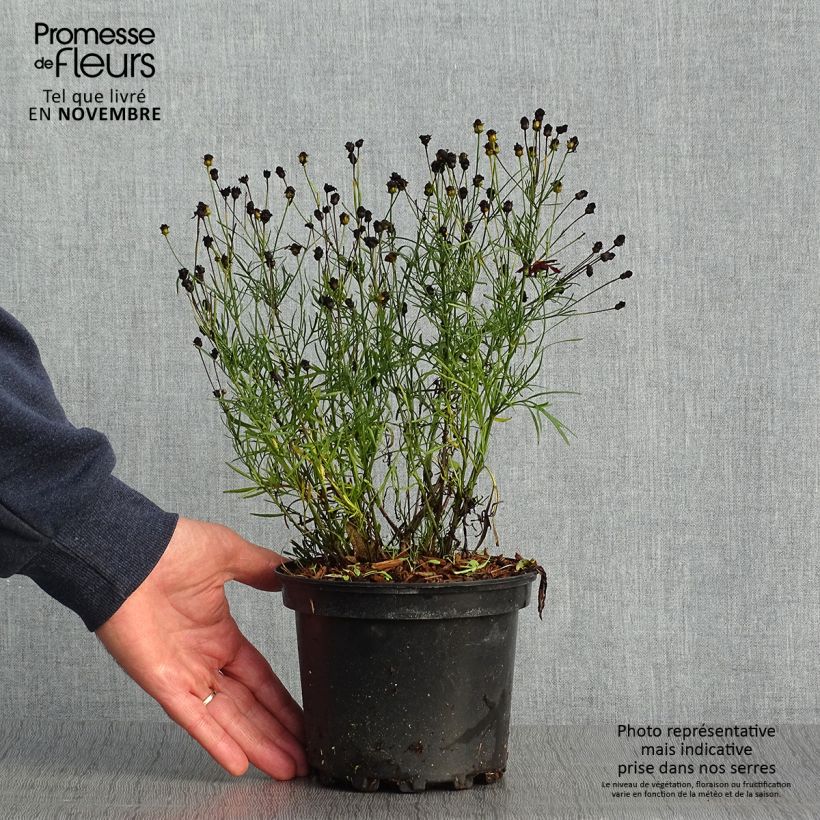 Coreopsis verticilliata Red Satin 2L/3L pot sample as delivered in autumn