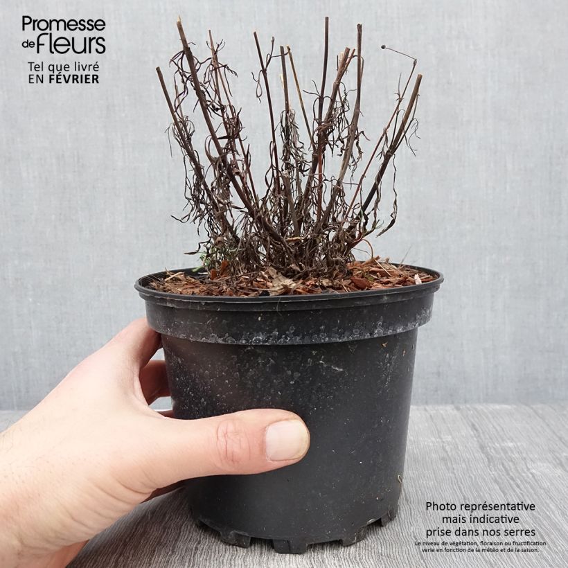 Coreopsis verticilliata Red Satin 2L/3L pot sample as delivered in winter