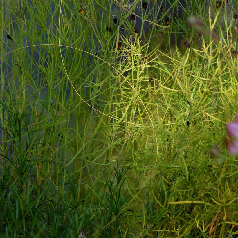 Coreopsis rosea American Dream (Foliage)