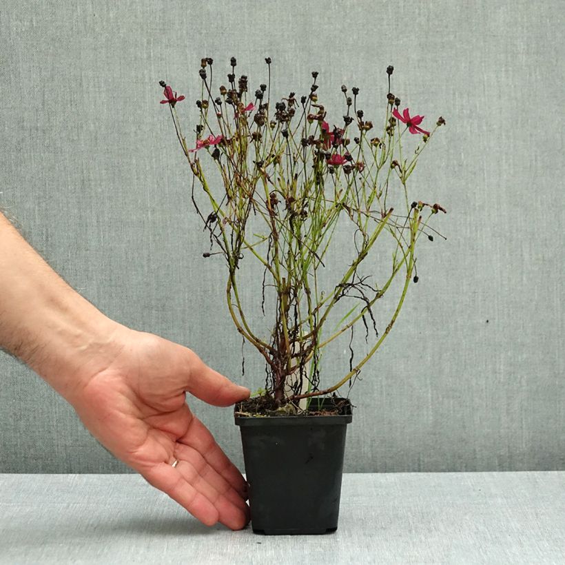 Coreopsis verticillata Ruby Red 8/9 cm pot sample as delivered in autumn