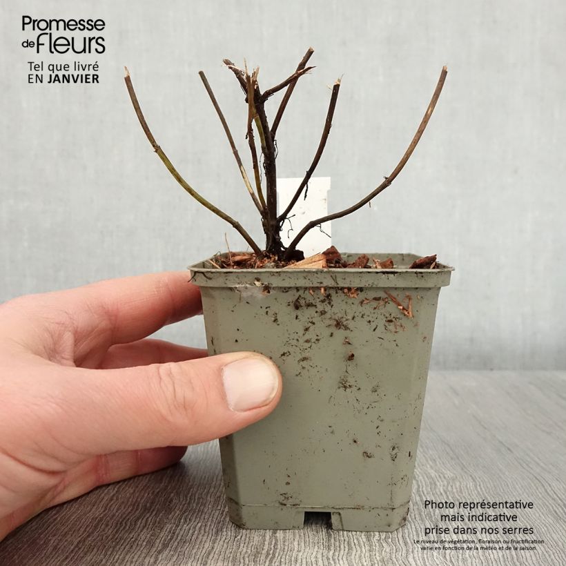 Coreopsis verticillata Ruby Red 8/9 cm pot sample as delivered in winter