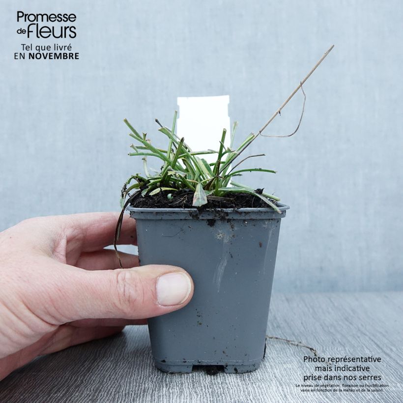 Coreopsis Tequila Sunrise 8/9 cm pot sample as delivered in autumn