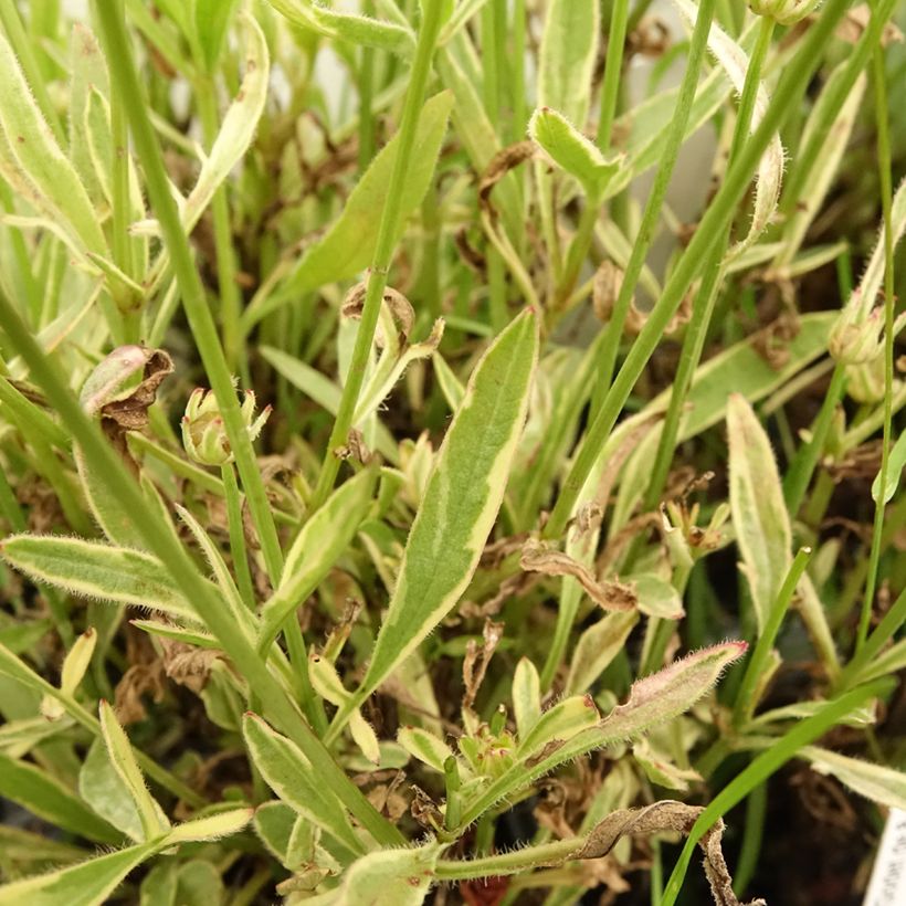 Coreopsis Tequila Sunrise (Foliage)