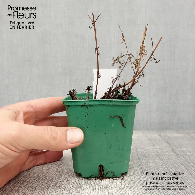 Coreopsis verticillata Sunbeam 8/9 cm pot sample as delivered in winter