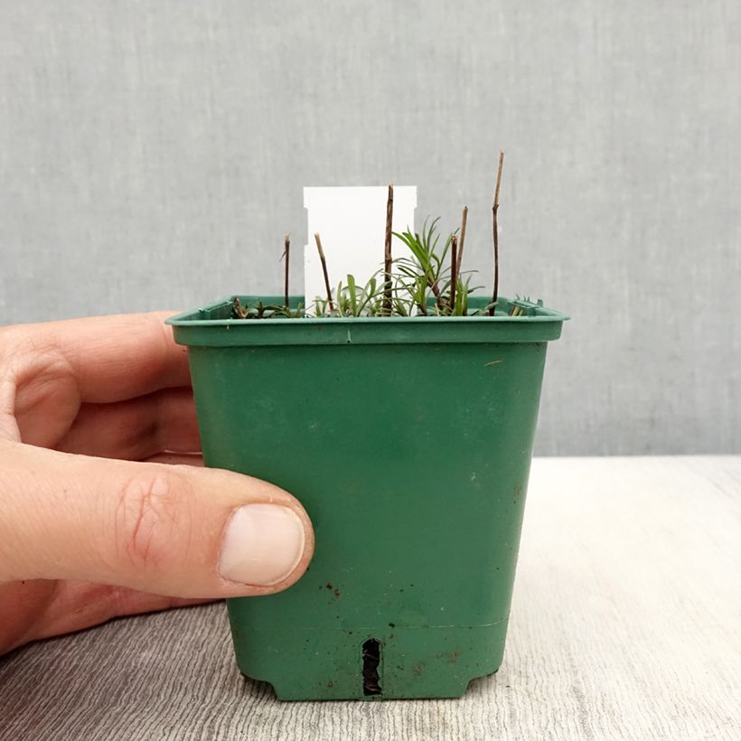 Coreopsis verticillata Sunbeam 8/9 cm pot sample as delivered in spring