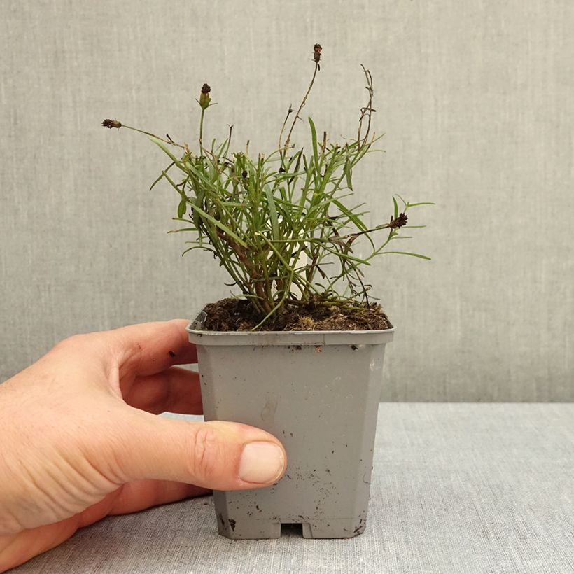 Coreopsis verticillata Ladybird 8/9 cm pot sample as delivered in autumn