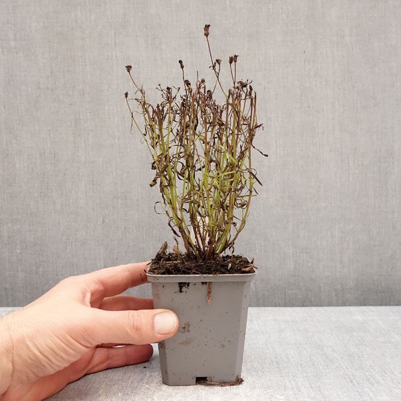 Coreopsis verticillata Ladybird 8/9 cm pot sample as delivered in winter