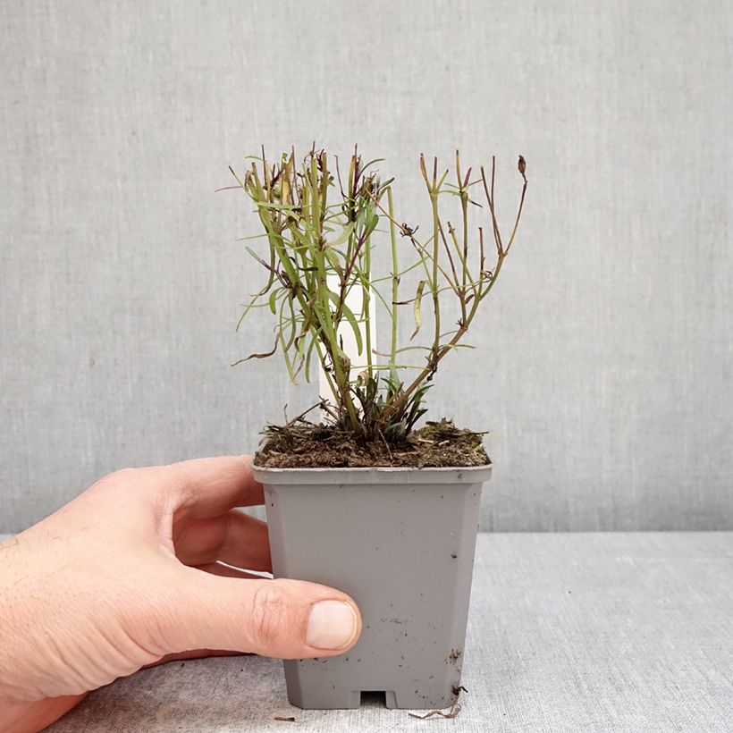 Coreopsis verticillata Ladybird 8/9 cm pot sample as delivered in spring