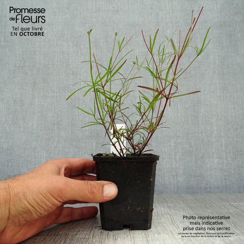 Coreopsis verticillata Moonbeam 7/8 cm pot sample as delivered in autumn