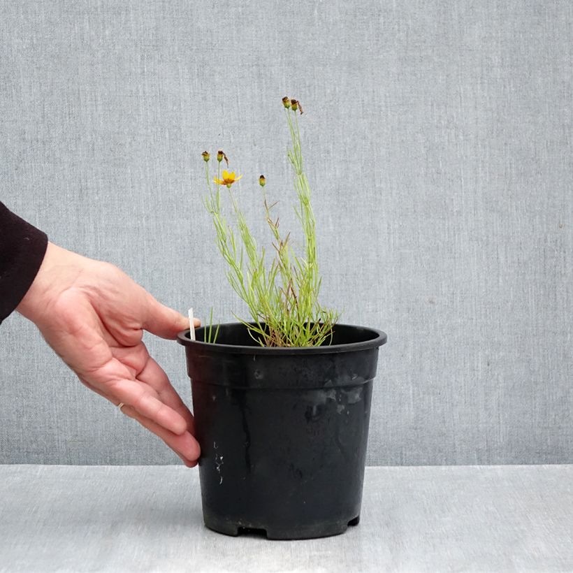 Coreopsis verticillata Curry Up 2L/3L pot sample as delivered in autumn