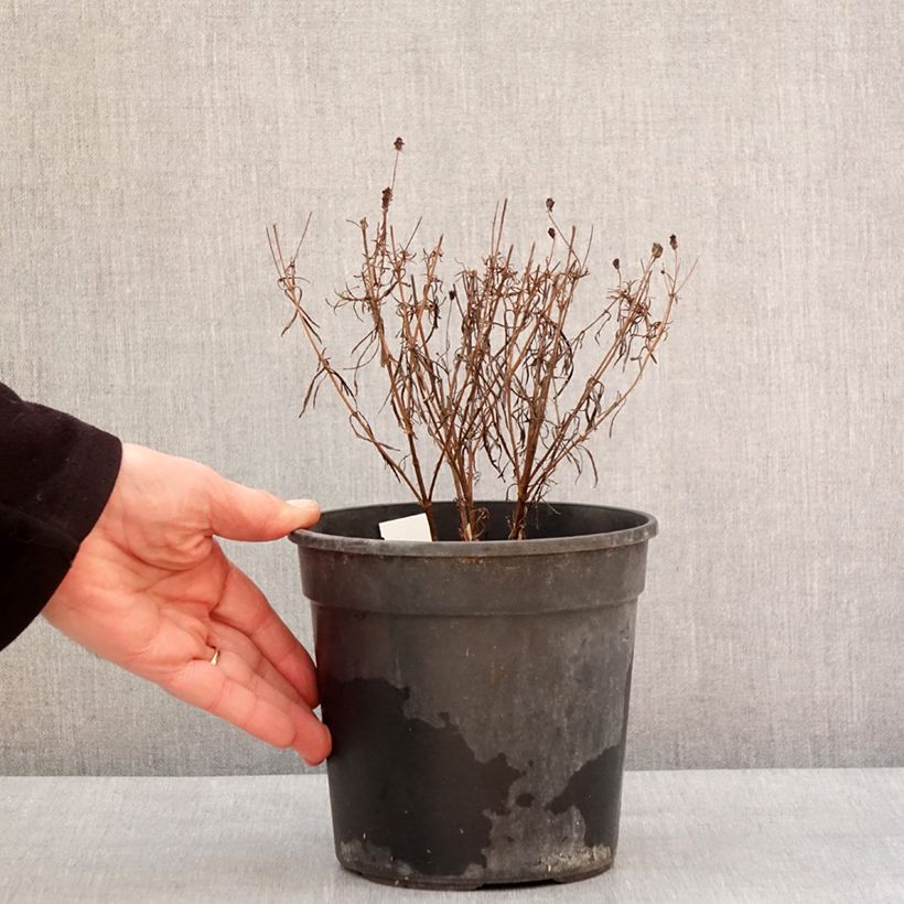 Coreopsis verticillata Curry Up 2L/3L pot sample as delivered in winter