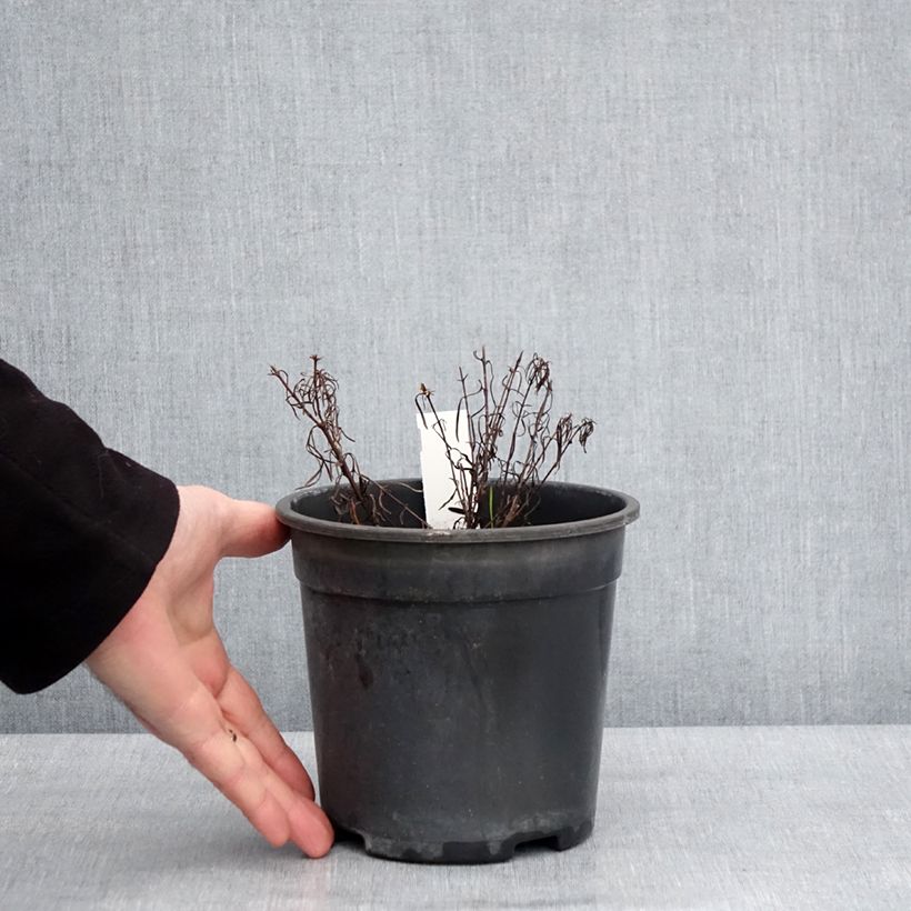 Coreopsis verticilla Sassy Saffron 2L/3L pot sample as delivered in winter