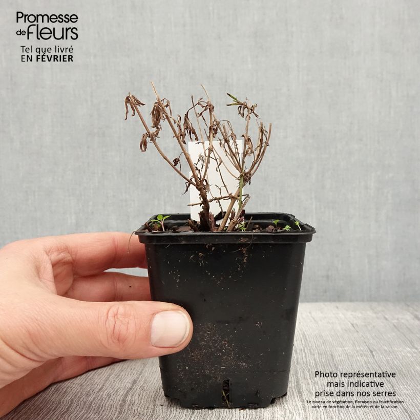 Coreopsis verticillata Zagreb 8/9 cm pot sample as delivered in winter