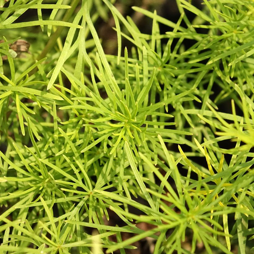 Coreopsis verticillata Zagreb (Foliage)