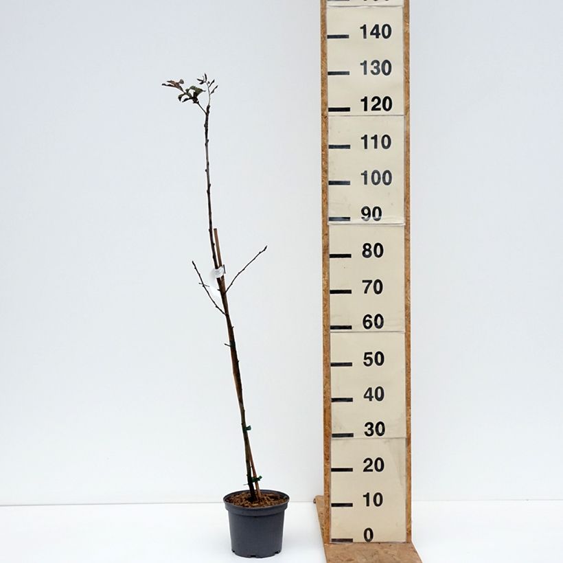 Sorbus domestica - Cormus 3L/4L pot sample as delivered in autumn