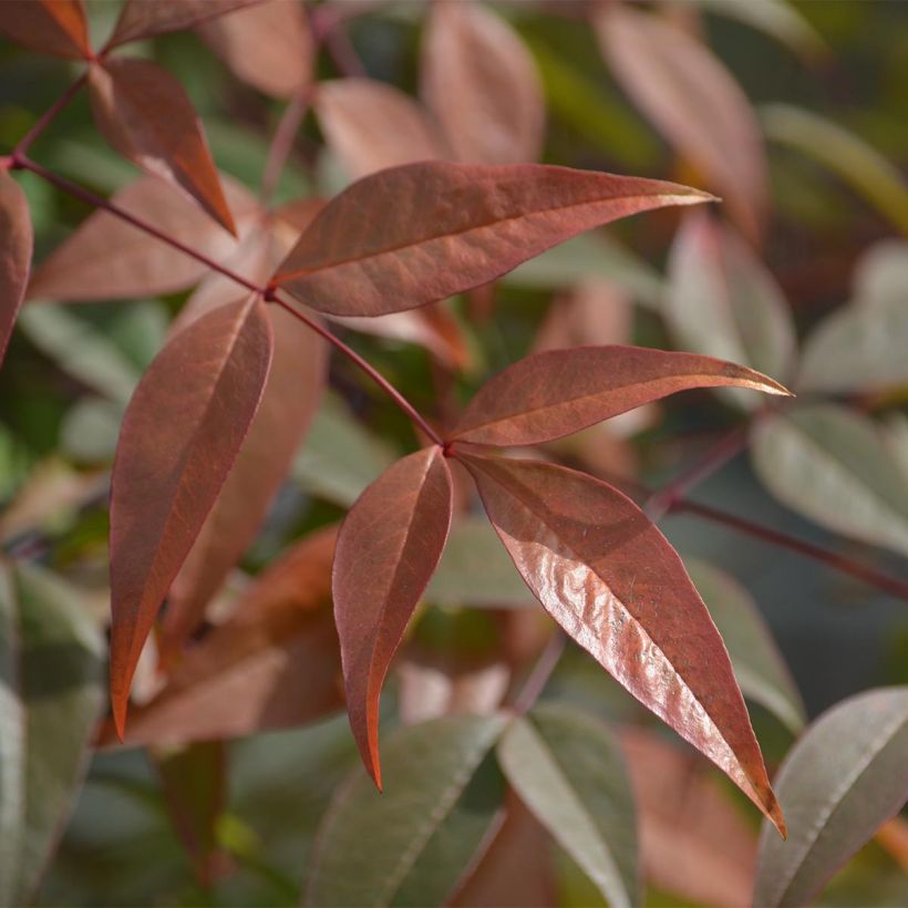 Cornus alba Kesselringii - White Dogwood (Foliage)