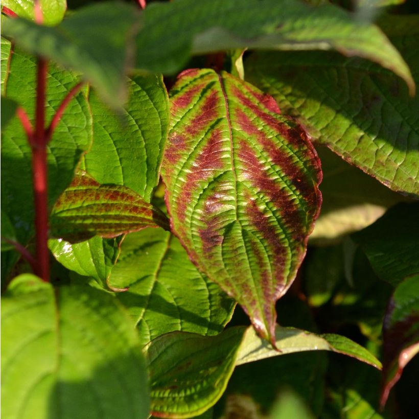 Cornus alba Siberian Pearls - White Dogwood (Foliage)
